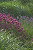 monarda on parade