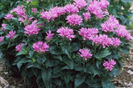 monarda petit delights