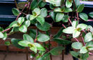 tradescantia zebrina purpusii