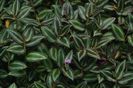 Tradescantia-zebrina