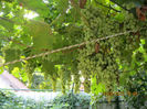 IMG_6381_1