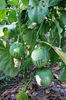 vinete thai green