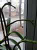 DSCN4411