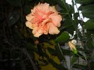 DSCN6717