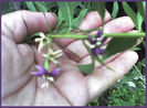 floare de Goji Berry in gradina mea