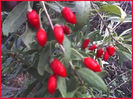 fruct de Goji Berry in gradina mea an 1 de la plantare