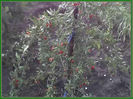 arbust de Goji Berry in gradina mea an 1 de la plantare