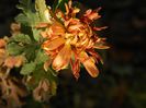 DSCN0561 crizantema