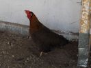 gaina 2012