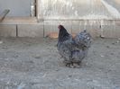 SAM_4384
