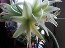 Hippeastrum Evergreen