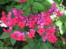 clerodendrom speciosum