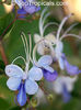 clerodendrom ugandese.