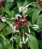 clerodendrum minahasse