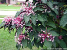 clerodendrum quadriloculare