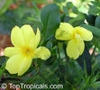 japanese jasmine