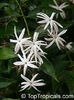 jasmine nitidum