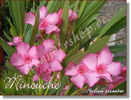 minouche2