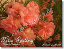mrs_roeding2