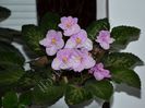 Saintpaulia Genetic Blush
