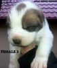 13 days old / 13 zile
