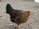 DSC00877