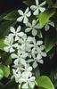 trachelospermum jasminoides Star of Toscan