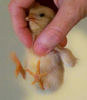 baby-chick-rooster