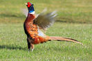 Flapping pheasant