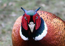 pheasant