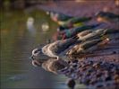 images (11)