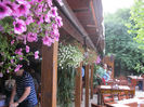 la taierea motului Elizei,13mai 2012 127