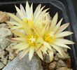 turbinicarpus krainzianus v minimus