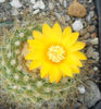 parodia crysacanthion