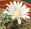 mammillaria coahuilense