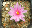 turbinicarpus alonsoi
