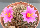 mammillaria grahamii