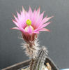 echinocereus (wilcoxia) tamaulipensis