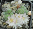 rebutia albiflora