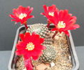 rebutia