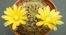 sulcorebutia candiae