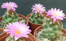 escobaria hesterii
