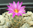 escobaria minima