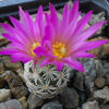 escobaria minima