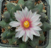 thelocactus bueckii