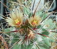 coryphantha potosina
