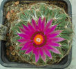 coryphantha vivipara