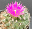coryphantha vivipara