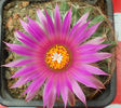 coryphantha vivipara