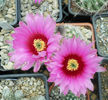 echinocereus